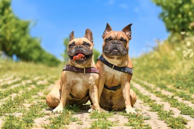 Bir çift benzer Fransız Bulldog köpekleri yazın açık havada köpek koşumları takıyor.