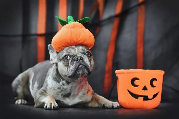 French Bulldog dog wearing Halloween pumpkin costume hat in front of black and orange paper streamers