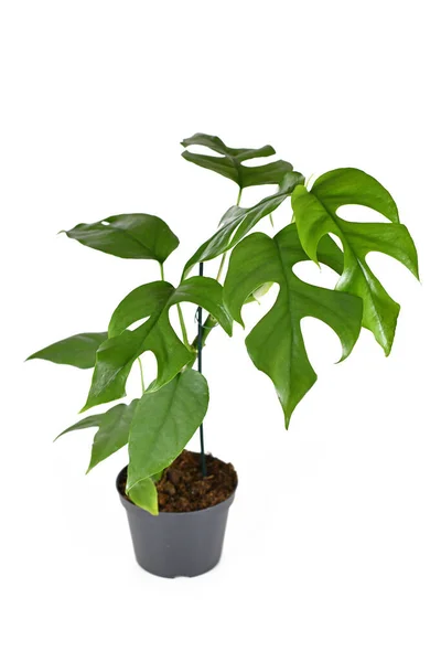 Tropical Rhaphidophora Tetrasperma Houseplant Small Leaves Windows Flower Pot Isolated — Stock Photo, Image