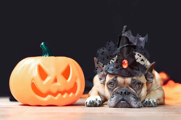 French Bulldog Hund Med Halloween Kostym Häxa Hatt Bredvid Snidade — Stockfoto