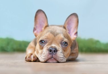 12 haftalık Fransız Bulldog köpeği. 