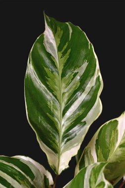 Siyah arka planda egzotik 'Calathea White Fusion' Duacı Bitkisi