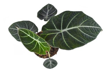 Top view of tropical 'Alocasia Reginula' houseplant in pot isolated on white background. Also called 'Alocasia Black Velvet' clipart