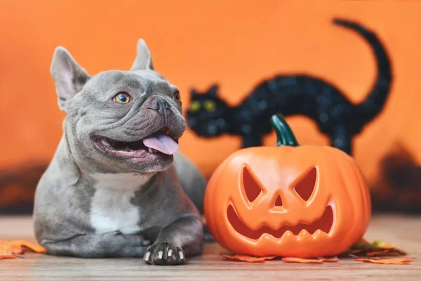 Happy French Bulldog dog with carved Halloween pumpkin, autumn leaves and black cat in orange background