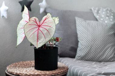 Beyaz yapraklı ve pembe damarlı egzotik Caladium White Queen bitkisi.