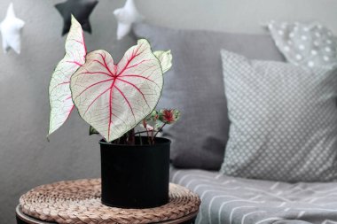 Exotic 'Caladium White Queen' plant with white leaves and pink veins clipart