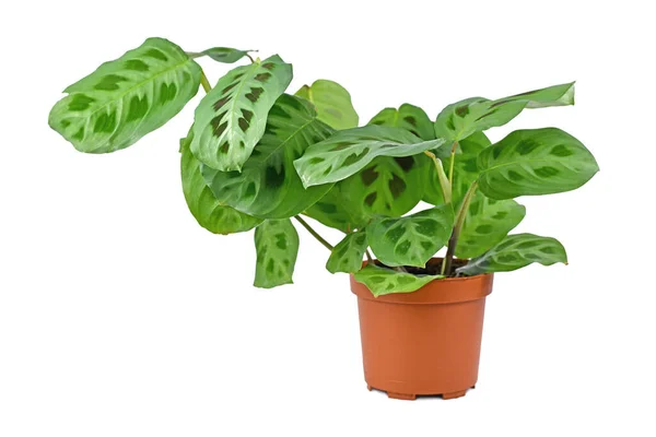 Vue Latérale Plante Exotique Maranta Leuconeura Kerchoveana Pot Isolé Sur — Photo