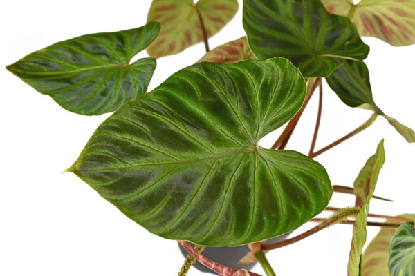 Fluweel Blad Van Tropische Philodendron Verrucosum Kamerplant Witte Achtergrond — Stockfoto