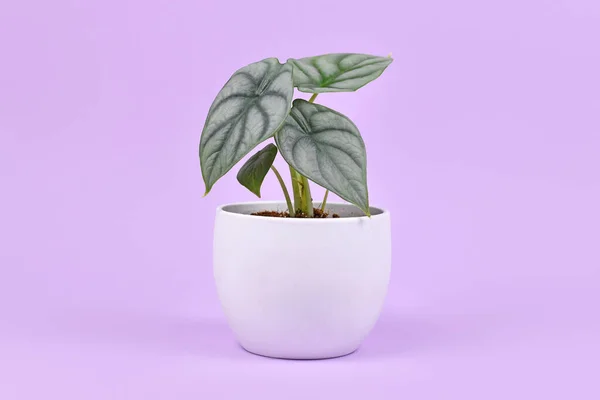 Exotische Zimmerpflanze Alocasia Baginda Silver Dragon Topf Auf Violettem Hintergrund — Stockfoto