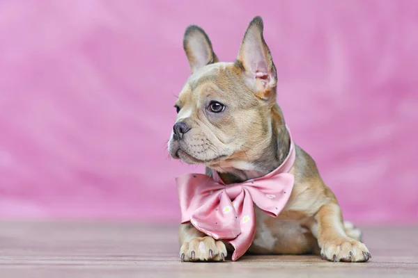 French Bulldog dog puppy with beautiful healthy long nose wearing neck ribbon in front of pink background