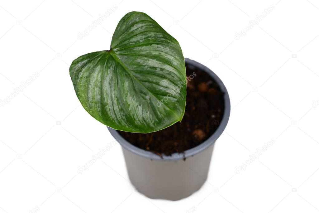 Small tropical 'Philodendron Mamei' houseplant with single leave with silver pattern in pot isolated on white background