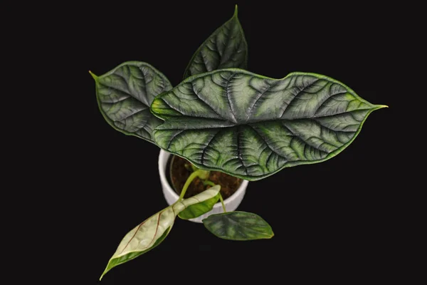 エキゾチックな アロカシアバギンダドラゴンスケール 暗黒の背景に観葉植物 — ストック写真