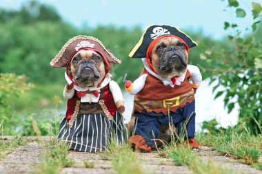 Komik Fransız Bulldog köpekleri korsan ve korsan gelin kostümleri giymişler. Şapka, kanca kol ve elbise rıhtımda duruyorlar.