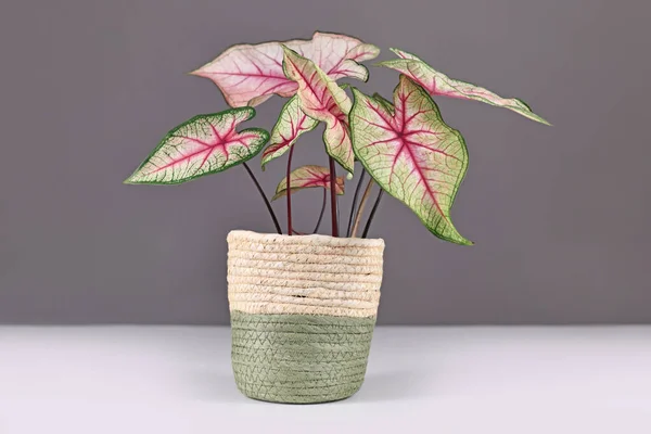 Exotic Caladium White Queen Plant White Leaves Pink Veins Pot — Stock Photo, Image