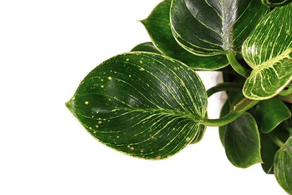 Fungal Leaf Spot Disease Sick Philodendron Houseplant — Stock Photo, Image