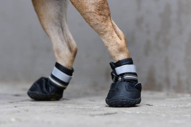 Yürürken ya da patiyi sıcak sokaktan korumak için yaralı patiyi örtmek için koruyucu köpek ayakkabıları.