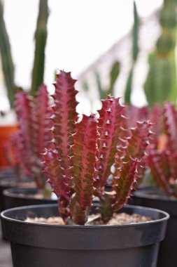 Küçük kırmızı Euphorbia trigona F. rubra kaktüsü.