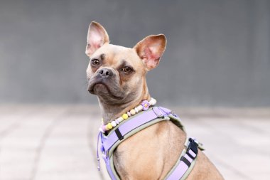 Dossenheim, Almanya - 1 Ekim 2025: Alman kızarmış tofu etiketi kalori, yağ, karbonhidrat, lif, protein ve tuz gösteriyor