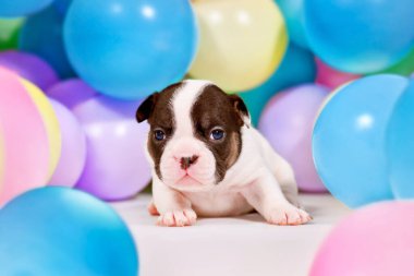 Renkli balonlar arasında 3 haftalık fareli köylü ve bronzlaşmış Fransız Bulldog yavrusu.