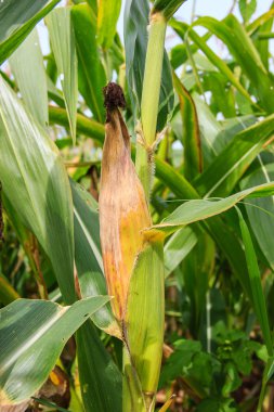 mısır mısır koçanı alanında ağaç üzerinde