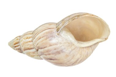 beyaz arkaplanda deniz kabuğu