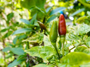 Olgun kırmızı ve yeşil biber büyüyen bir ağaç üzerinde sıcak