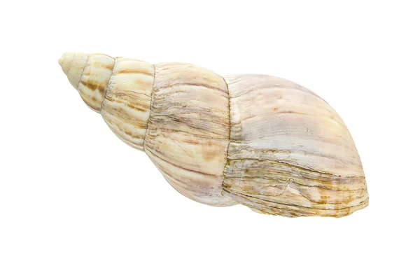 Muschel auf weißem Hintergrund — Stockfoto