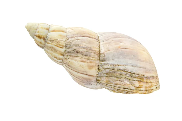 Sea shell on white background — Stock Photo, Image