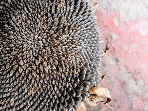 クローズ アップ木材にヒマワリの種 — ストック写真