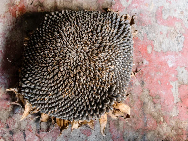 Close up sunflower seed on wood — Stock Photo, Image