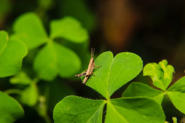 Kobylka na listí v zahradě — Stock fotografie