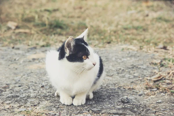 猫が床に横になって — ストック写真