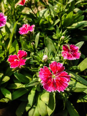 Dianthus chinensis çiçekler
