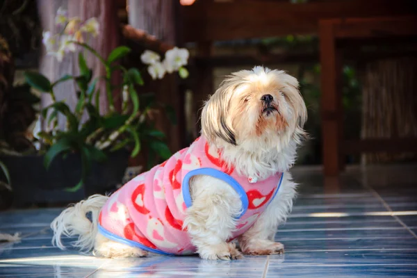 Shih Tzu perro con un chaleco rosa — Foto de Stock