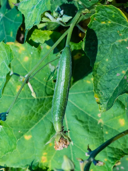 Courgette planten die groeien — Stockfoto