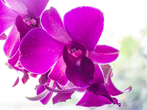 Nära håll lila orkidé — Stockfoto
