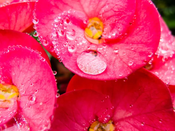 Fermer Gouttes de rosée sur fleur de printemps. fond de printemps — Photo