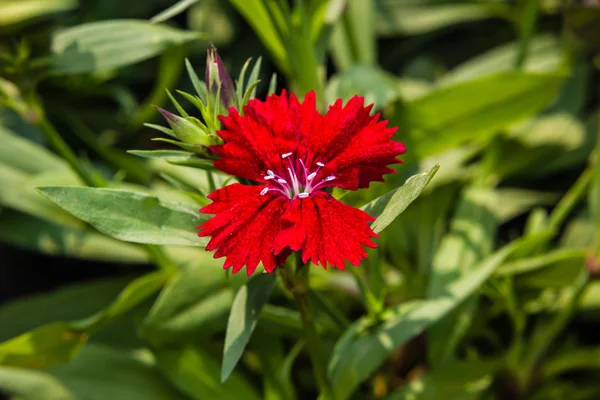 ダイアンサス切り花 — ストック写真