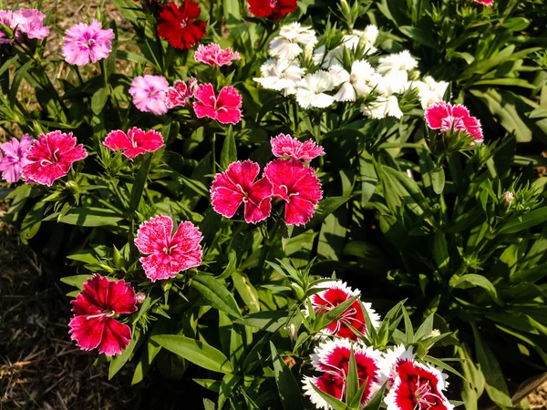 Dianthus Chinensis Flores — Fotografia de Stock