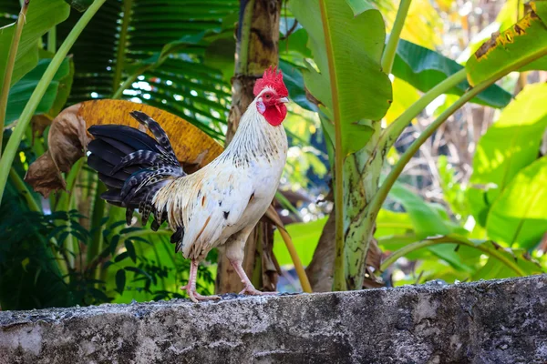 Fehér csirke, a természetben — Stock Fotó