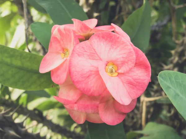 Couronne fermée d'épines ou fleurs d'épines du Christ — Photo