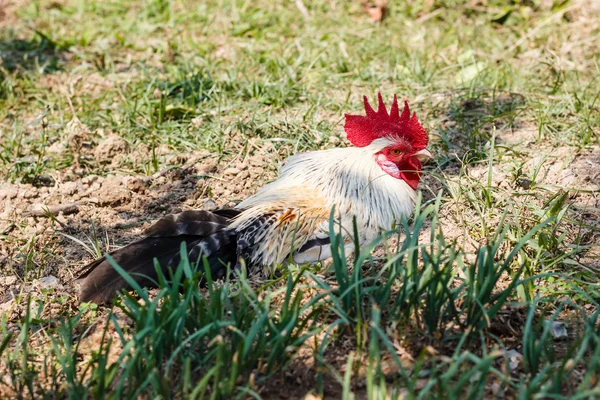 A talaj fekve csirke — Stock Fotó