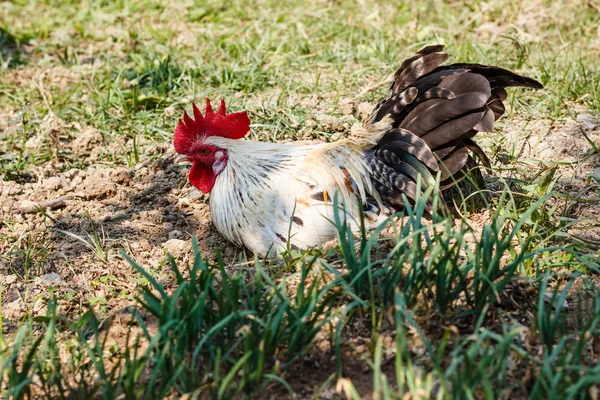 A talaj fekve csirke — Stock Fotó