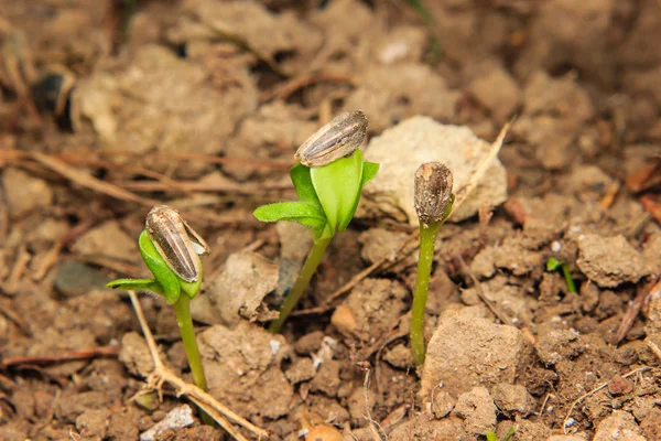 Cerca de brotes de girasol jóvenes que crecen en el suelo —  Fotos de Stock