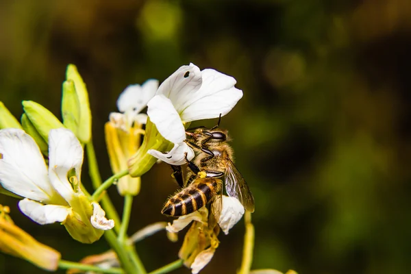 Stäng upp bi på blomma — Stockfoto