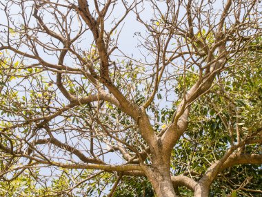 Alt görünümü ağaçtan