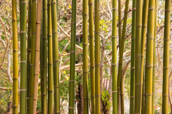 Close up troncos de bambu — Fotografia de Stock