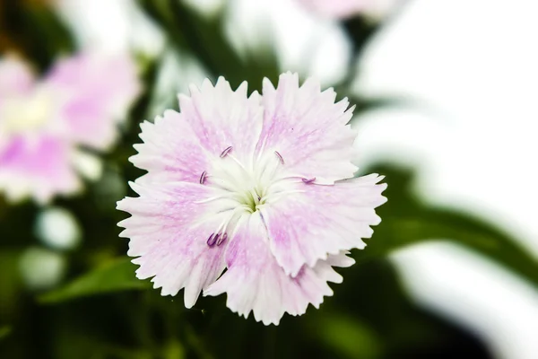 Dianthus chinensis (kínai rózsaszín) virágokat a kertben — Stock Fotó