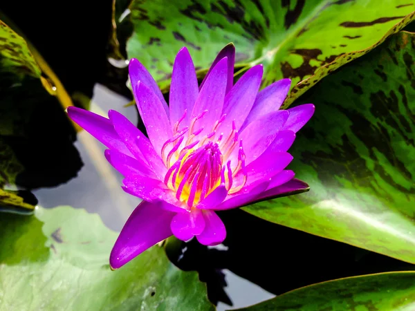 Violet waterlily or lotus flower blooming on pond — Stock Photo, Image