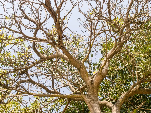 Árbol desde la vista inferior — Foto de Stock